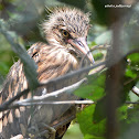 Black-crowned Night Heron (fledgling)