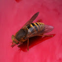 Horse-fly