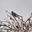 White Crowned Sparrow