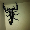 Asian forest scorpion