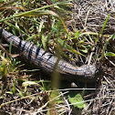 Blotched blue tongue lizard