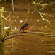 Pink Robin