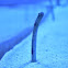 Spotted Garden Eel