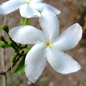 चांदनी  Crape jasmine