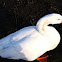 Embden Goose