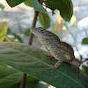 Brown Anole