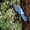 Rocky Mountain Blue Jay