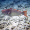 Redlip Parrotfish