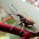 Fruit-tree Root Weevil