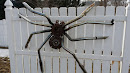 Exhausted Pipe Spider