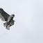 Black-shouldered kite