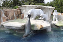 Polar Bear and Seal Fountain 