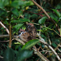 Eurasian Tree Sparrow