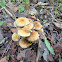 Hypholoma fasciculare