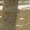 White-breasted Nuthatch