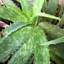 Aloe