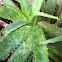 Aloe