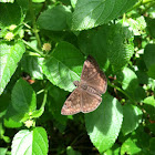 Horace's duskywing