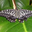 Asian swallowtail