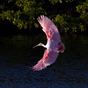 Roseate Spoonbill