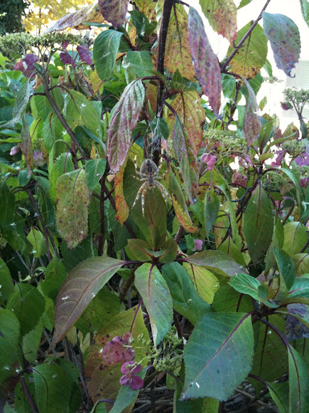 Spotting Image 1