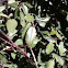 Coffee Berry Plant