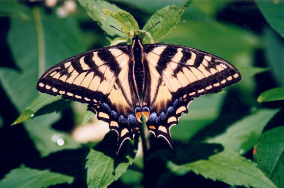 Spotting Image 1