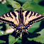 Eastern Tiger Swallowtail