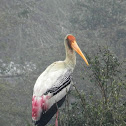 Painted stork