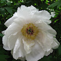 Japanese Tree Peony