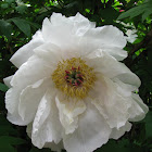 Japanese Tree Peony