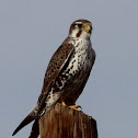 Prairie Falcon
