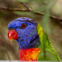 Rainbow Lorikeet