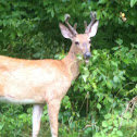 White-Tailed Deer