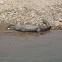 Mugger crocodile