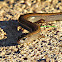Two-toed Earless Skink