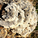 The Turkey Tail