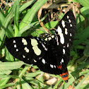 Day Flying Moth (Noctuidae)