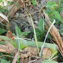 uncertain butterfly
