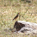 Indian Bush Lark