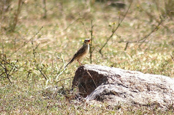 Spotting Image 1