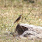 Indian Bush Lark