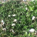 Clover