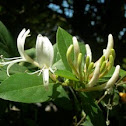 Lonicera caprifolium. Madreselva
