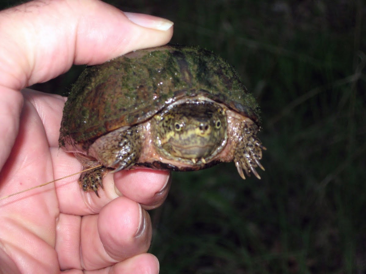 Snapping Turtle