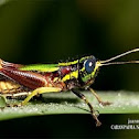Grasshopper