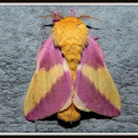 Rosy Maple Moth