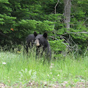 Black Bear