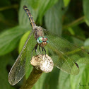 Dragon fly