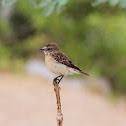 Siberian Stonechat (female)